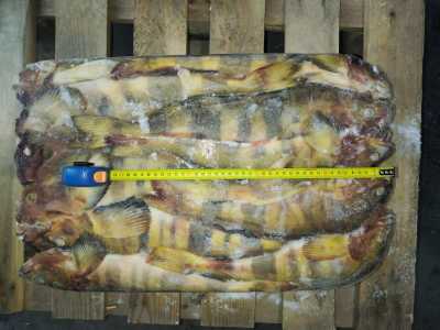 Терпуг НР L РТМ Кайрос РФ 1/18