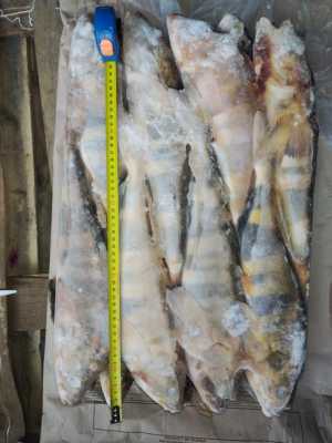 Терпуг НР 2L СРТМ Прометей РФ 1/18