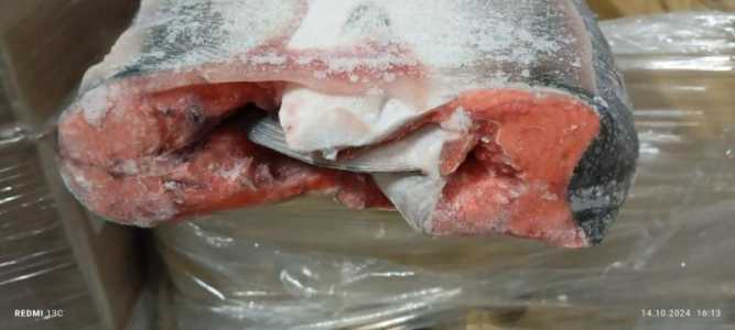 Нерка ПБГ Зюйд РФ 1/20, П41, 1-1,8кг