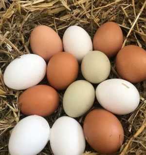 Домашнее яйцо