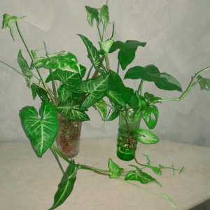 Сингониум вариегатный