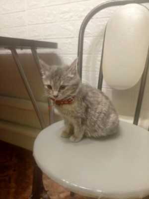 Отдаю кошечку в добрые руки