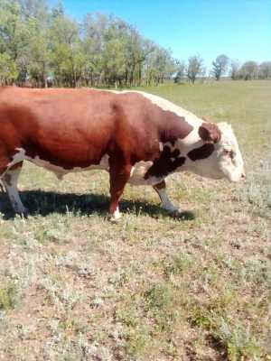 Бык на племя