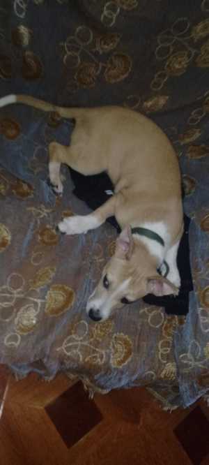 Игривая собака