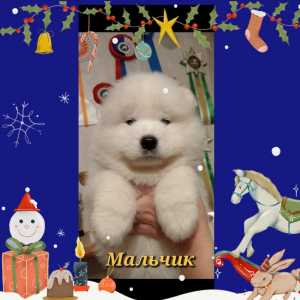 Мишутки самоедики