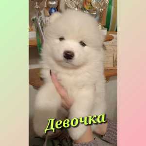 Мишутки самоедики