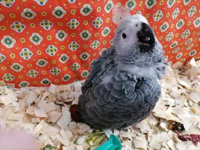 Выкормыш жако