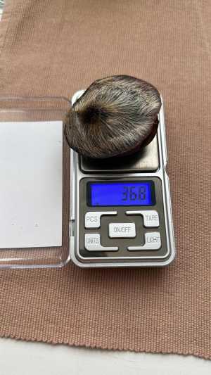 Мускус кабарги