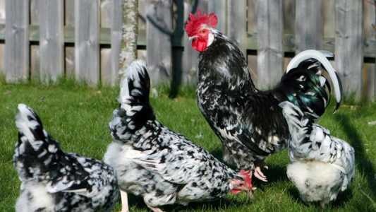 Породистые петухи и курочки