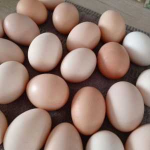 Яйцо домашнее