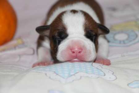 ����� ������������ ��������������� ������