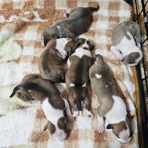 ����� ������������ ��������������� ������