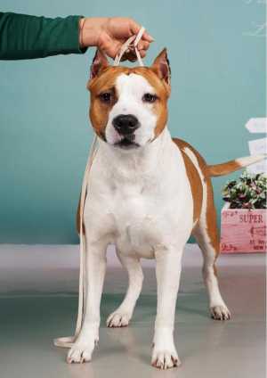 ����� ������������ ��������������� ������