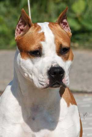 ����� ������������ ��������������� ������