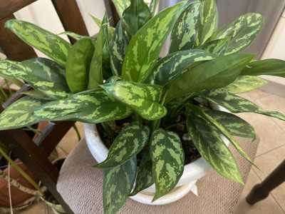 Комнатное растение аглоанема