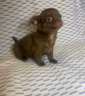 продажа щенков чихуахуа