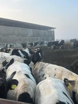 Продажа крс живым весом