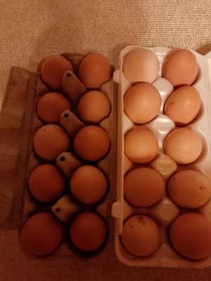 Домашнее куриное яйцо