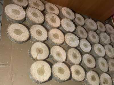 Спилы дерева