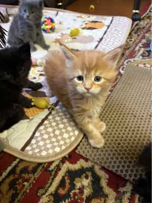 ������ ����-����