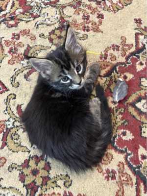 ������ ����-����