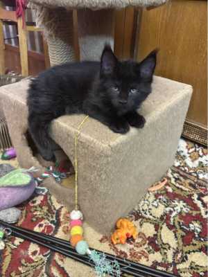 ������ ����-����