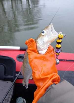 ������� ��� ����� �������