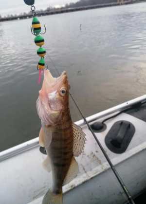 ������� ��� ����� �������