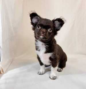 ������� �������� 3 ������.