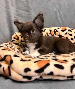 ������� �������� 3 ������.