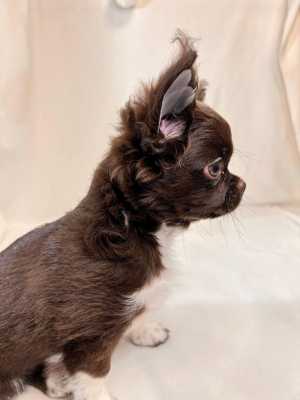 ������� �������� 3 ������.