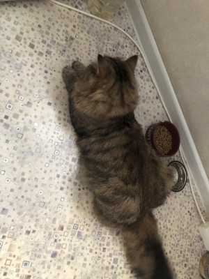 ��������� ��� ��� �����.