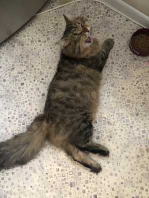 ��������� ��� ��� �����.