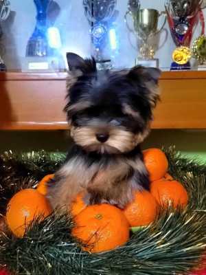 ����������� ������, �������