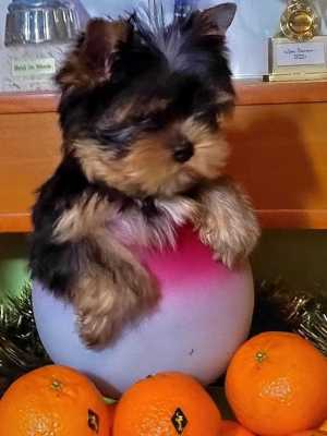 ����������� ������, �������