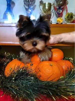 ����������� ������, �������