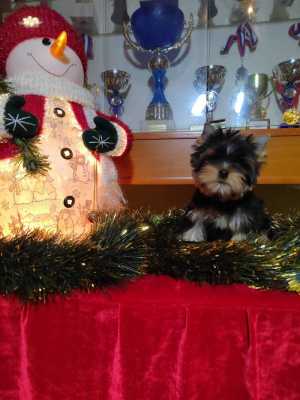 ����������� ������, �������