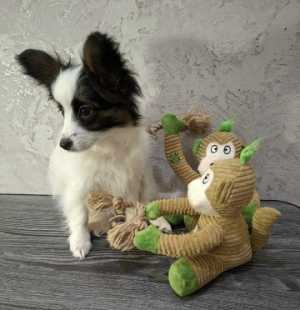 ����� �������� � �����������