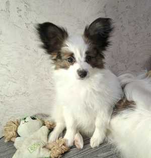 ����� �������� � �����������