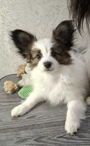 ����� �������� � �����������