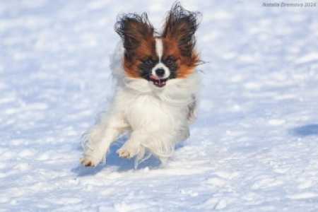 ����� �������� � �����������