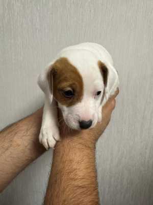 ���� �������� � ������� ����� ������� � �����������