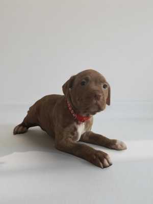 ������������ �������������, �����