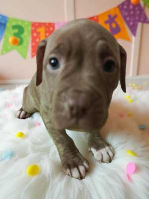 ������������ �������������, �����