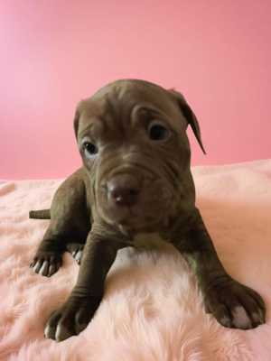 ������������ �������������, �����