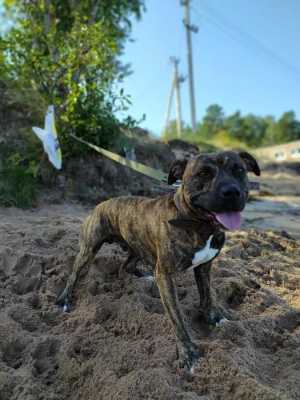 ������������ �������������, �����