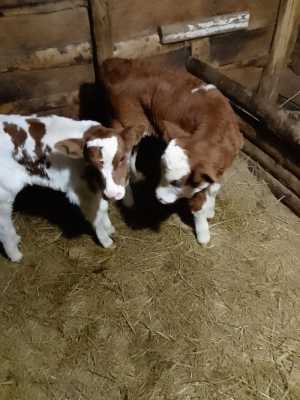 Продаются 2 тёлки.