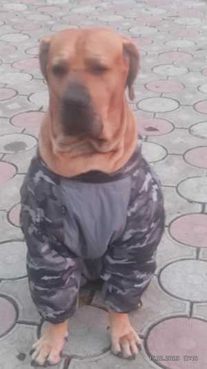 ������ ���� ���������� �����