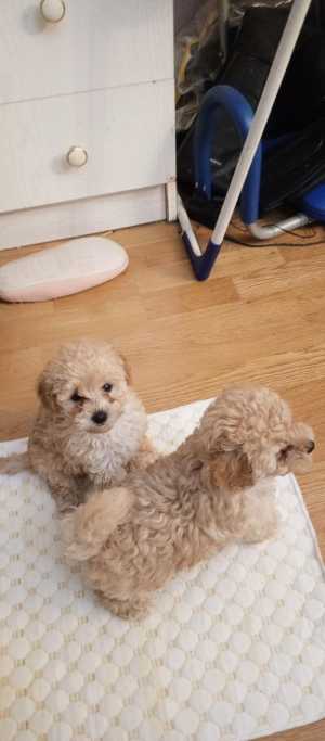 ����� ��� ������