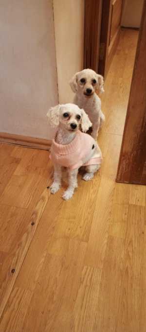 ����� ��� ������